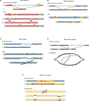 Germline Structural Variations in Cancer Predisposition Genes